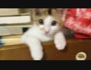子猫の成長