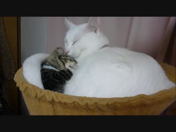 子猫保護日記24　びったんが良い兄貴になってきた？