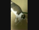 紐と戯れる猫さん