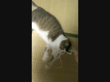 紐と戯れる猫さん