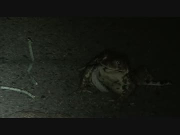 第十四回　実況肝試し　【徳島県】　土釜　2/2