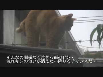 【公園猫戦争】公園外の死闘！茶トラ猫3号VS暴虐のキジトラ