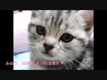 みゅうたんとびったんの子猫時代の画像をまとめてみた