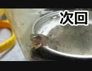 現実世界で捕まえたポケモンでクリア目指す part8 【実況プレイ】
