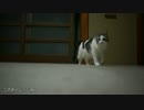 【#283】 のん太開ける　【猫万歳】