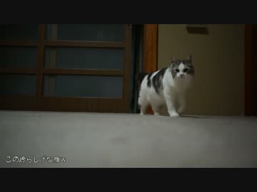 【#283】 のん太開ける　【猫万歳】
