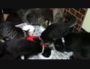 こんしゅうのおやつ【蒼民家の猫々】