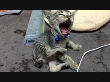 【拾い猫】寝起きからの声や表情【その後】