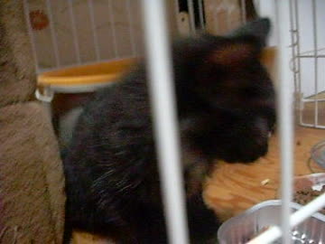 しゃべる子猫を保護しました。