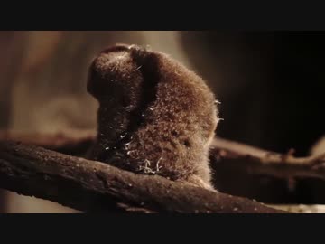 暗闇で撮影しているのにくっきりはっきり映る淫夢くん.ISO51200