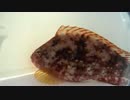 【釣り】釣りへ行こう！part4-1【アウトドア】