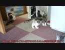 【#284】 合流テスト　【猫万歳】