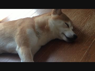 シバイヌ 夏の昼寝風景