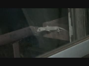 ヤモリも大変なのよ