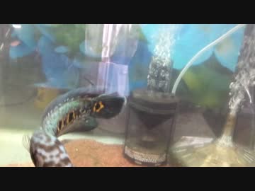 枯れた声で実況プレイ　番外編　ペット紹介　その2