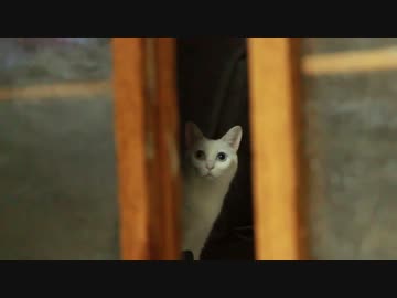 オッドアイねこ　ティアちゃん　恥ずかしくて部屋に入れません。