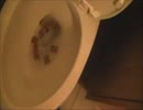 ピーナッツバタープレッツェルをトイレに流してみた