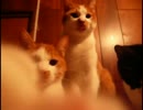 まんずの初恋（？）～おらほの猫ら～