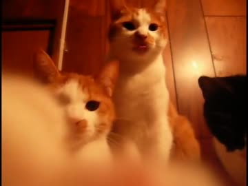 まんずの初恋（？）～おらほの猫ら～