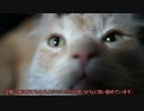 【#285】 猫達仲良し　【猫万歳】