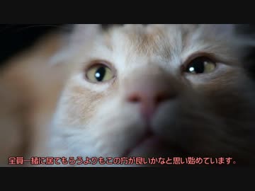 【#285】 猫達仲良し　【猫万歳】