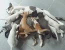 子猫を産みすぎた結果
