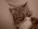 可愛い子猫