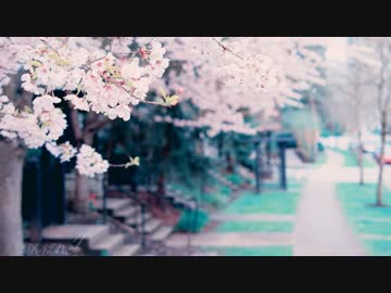 【桜井誠】朝鮮人だけを守る「ヘイト法」自民が整備へ！【日本人差別】