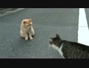 最強に人懐こい野良猫、暴虐のメス猫となる