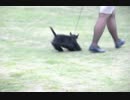 【山中湖】ドックショー【スコッティッシュ・テリア】