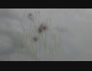 2014.8.23 （秋田）大曲花火　昼花火の部 ⑥