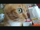 高い所に行ってみたはいいけど降りれなくなちゃったネコさん