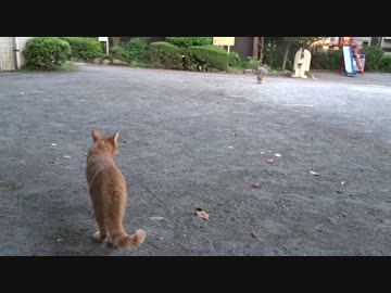 【公園猫戦争】公園際の死闘！未去勢の流れ猫ＶＳ去勢済みの暴虐の猫