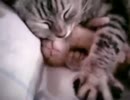 Cat mom hugs baby kitten (猫のお母さんの抱擁子猫)