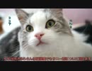 【#286】 サニーときららの仲について　【猫万歳】