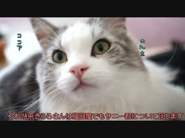 【#286】 サニーときららの仲について　【猫万歳】
