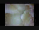 白かびチーズを顕微鏡で観察