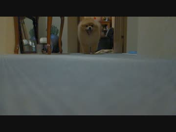 あくびをしながらカメラに向かってくるポメラニアン