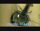 “確率２００万分の１？の青いロブスター