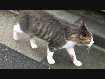 白サバ子猫母子ファミリー、雨上がりの路上を占拠する