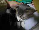 ツンデレ子猫の時雨が全力でデレてきた模様
