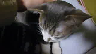 ツンデレ子猫の時雨が全力でデレてきた模様