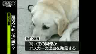 飼い主「つらい」　盲導犬に“刺し傷”　盲導犬に悪質いたずら絶えず