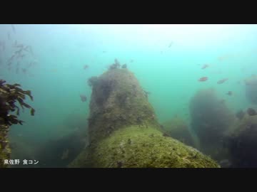 水中カメラ沈めてみた64　泉佐野食品コンビナート　釣り場の水中映像