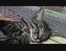 【生後131日】きょうの仔猫B【蒼民家の猫々】