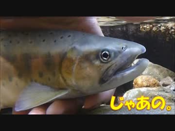 【アウトドア】３６㎝！尺二寸の大イワナ釣ったった。