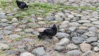 水浴び後の鳩