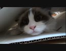 ラグドールのレオ　Vol.38 本能に逆らえない猫