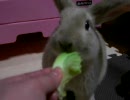 キャベツもしゃもしゃ（２月２５日）