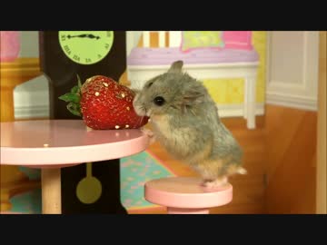 小さなマンションで暮らすハムスターがかわいすぎる！